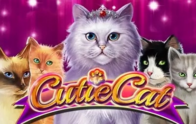 Cutie Cat